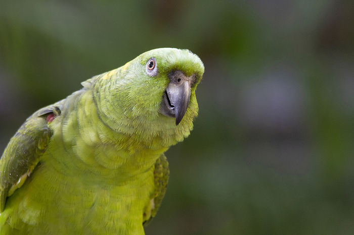 Mealy parrot portrait, Amazona farinosa. Large, bright green parrot of humid evergreen forest in tropical lowlands. Uncommon Mealy parrot portrait, Amazona farinosa. Large, bright green parrot of humid evergreen forest in tropical lowlands. Uncommon, by Zoonar RealityImages