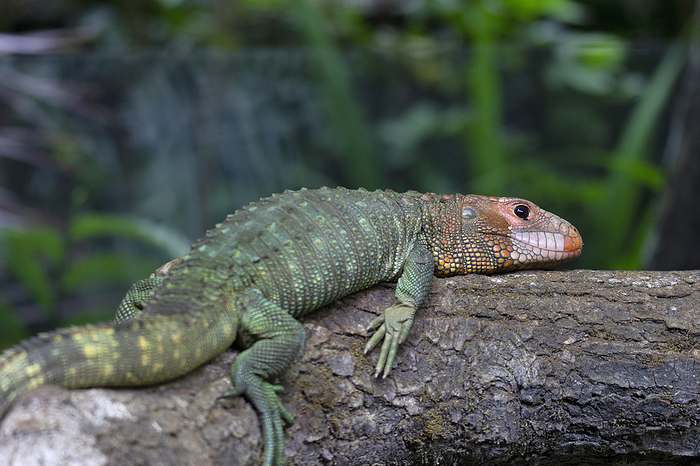 Northern Caiman Lizard is a species of lizard found in northern South America Northern Caiman Lizard is a species of lizard found in northern South America, by Zoonar RealityImages