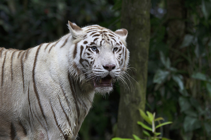 White tiger with blue eyes. A leucistic pigmentation variant of the Bengal tigers seen from time to time in the Indian states of Madhya Pradesh, Assam, West Bengal, Bihar and Odisha White tiger with blue eyes. A leucistic pigmentation variant of the Bengal tigers seen from time to time in the Indian states of Madhya Pradesh, Assam, West Bengal, Bihar and Odisha, by Zoonar RealityImages