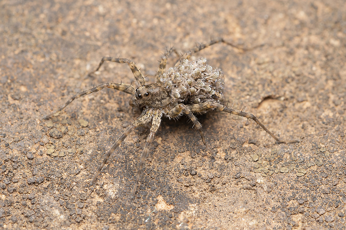 Wolf spider carrying her babies on back, Lycosa charmichaeli, Pune, Maharashtra, India Wolf spider carrying her babies on back, Lycosa charmichaeli, Pune, Maharashtra, India, by Zoonar RealityImages
