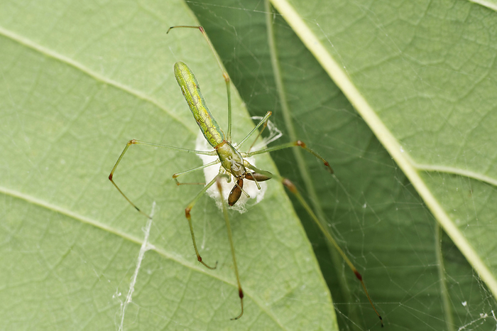 Green long jawed spider, Tetragnatha guatemalensis, Satara, Maharashtra, India , by Zoonar/RealityImages