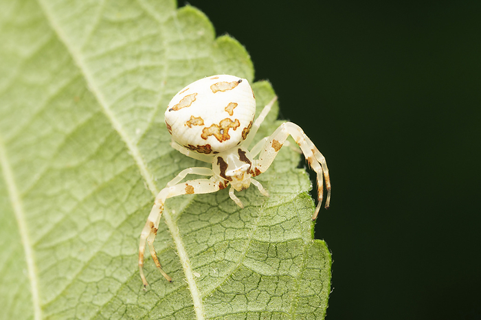 White crab spider, Thomisus spectabilis, Dorsal of monkey face lynx spider, Hamatailwa grisea, Satara, Maharashtra, India , by Zoonar/RealityImages