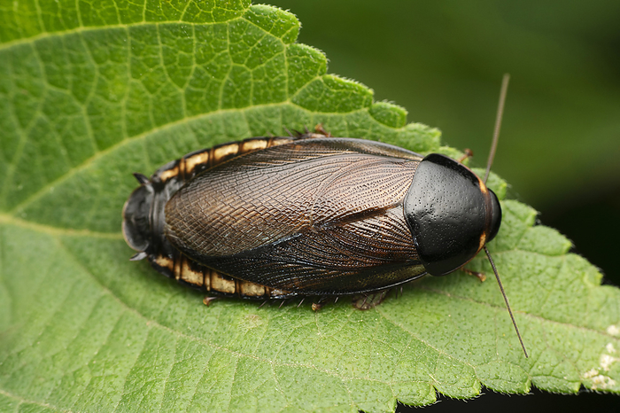 Surinam cockroach, Pycnosceleus surinamensis, Satara, Maharashtra, India , by Zoonar/RealityImages