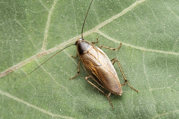 Forest cockroach, Ectobius vittiventris, Satara, Maharashtra, India , by Zoonar/RealityImages