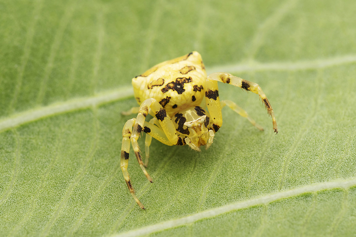 Yellow crab spider, Thomisus onustus, Satara, Maharashtra, India , by Zoonar/RealityImages