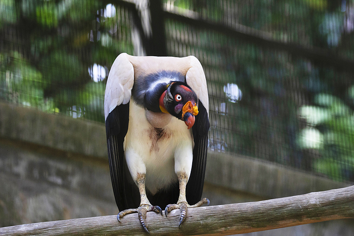 King vulture, Sarcoramphus papa. Lives predominantly in tropical lowland forests stretching from southern Mexico to northern Argentina King vulture, Sarcoramphus papa. Lives predominantly in tropical lowland forests stretching from southern Mexico to northern Argentina, by Zoonar RealityImages