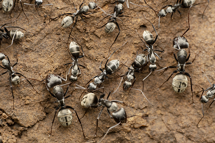 Closeup shot of carpenter ant colony, Componotus sericeus, Satara, Maharashtra, India Closeup shot of carpenter ant colony, Componotus sericeus, Satara, Maharashtra, India, by Zoonar RealityImages