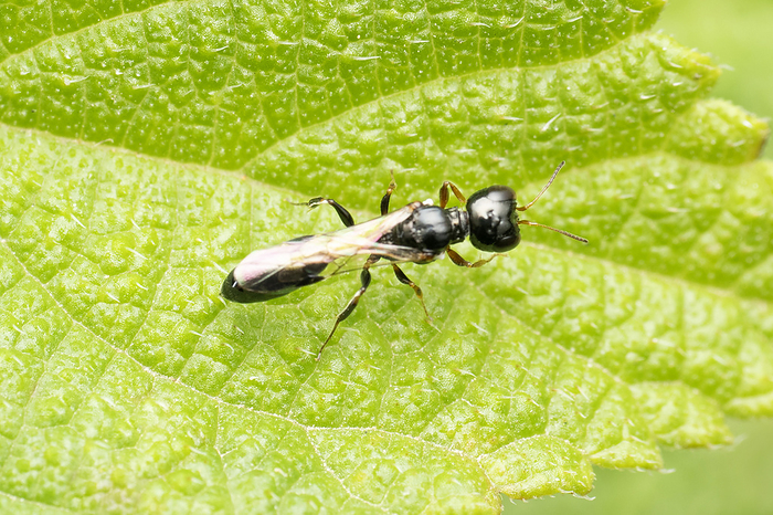 Aphid wasp on leaf, Pulverro indica, Sanwal 1952, Satara, Maharashtra, India Aphid wasp on leaf, Pulverro indica, Sanwal 1952, Satara, Maharashtra, India, by Zoonar RealityImages