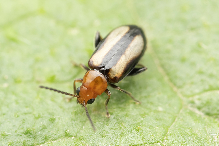 Flea beetle, Phyllotreta vittula, Satara, Maharashtra, India Flea beetle, Phyllotreta vittula, Satara, Maharashtra, India, by Zoonar RealityImages
