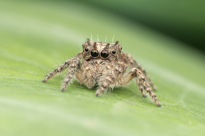 Portrait of Jumping spider, Vailimia ajmerensis, Satara, Maharashtra, India Portrait of Jumping spider, Vailimia ajmerensis, Satara, Maharashtra, India, by Zoonar RealityImages