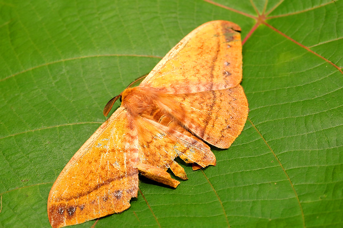 Monkey Moth Eupterotidae, Ganeshgudi Karnataka, India Monkey Moth Eupterotidae, Ganeshgudi Karnataka, India, by Zoonar RealityImages
