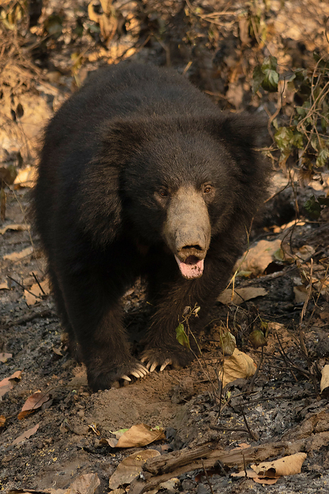 Sri Lankan sloth bear, Melursus ursinus inornatus found mainly in lowland dry forests in the island of Sri Lanka Sri Lankan sloth bear, Melursus ursinus inornatus found mainly in lowland dry forests in the island of Sri Lanka, by Zoonar RealityImages