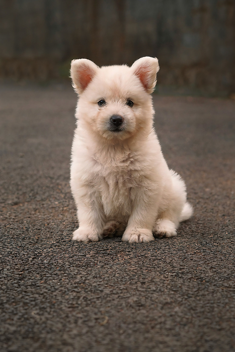 The Japanese Spitz puppy is a small to medium breed of dog of the Spitz type The Japanese Spitz puppy is a small to medium breed of dog of the Spitz type, by Zoonar RealityImages