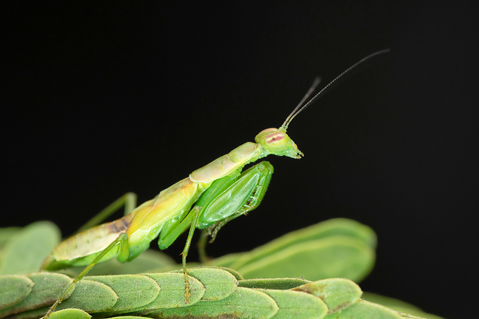 Green mantis , Odontomantis planiceps, Satara, Maharashtra, India Green mantis , Odontomantis planiceps, Satara, Maharashtra, India, by Zoonar RealityImages