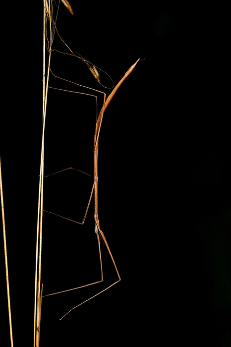 Stick insect, Phobaeticus serratipes, Satara, Maharashtra, India Stick insect, Phobaeticus serratipes, Satara, Maharashtra, India, by Zoonar RealityImages