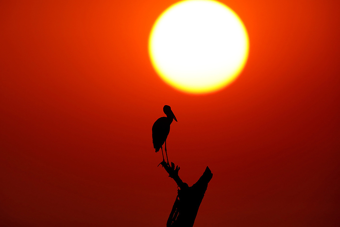 Grey Heron, Ardea cinerea, Bhigwan Wetlands, Maharashtra, India Grey Heron, Ardea cinerea, Bhigwan Wetlands, Maharashtra, India, by Zoonar RealityImages