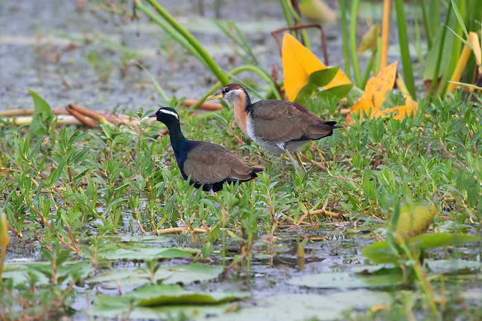 Two Jacanas Rajarhat, Salt Lake, West Bengal, India Two Jacanas Rajarhat, Salt Lake, West Bengal, India, by Zoonar RealityImages