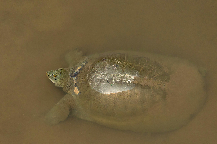 The Hoan Kiem turtle also R. leloii. RARE, Vietnam The Hoan Kiem turtle also R. leloii. RARE, Vietnam, by Zoonar RealityImages