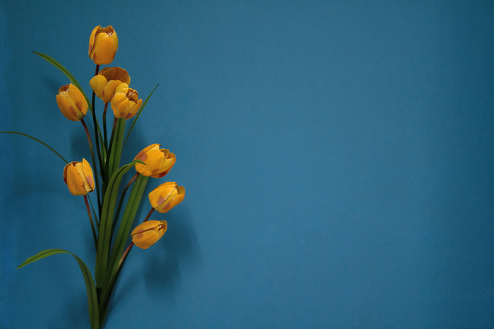 Yellow tulips against complimetary blue wall Yellow tulips against complimetary blue wall, by Zoonar RealityImages
