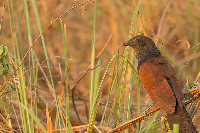 The greater coucal or crow pheasant, is a large non parasitic member of the cuckoo order of birds, the Cuculiformes, Centropus sinensis India. The greater coucal or crow pheasant, is a large non parasitic member of the cuckoo order of birds, the Cuculiformes, Centropus sinensis India., by Zoonar RealityImages