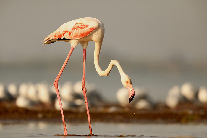 Greater Flamingo, Phoenicopterus roseus, , Bhigwan Wetlands, Maharashtra, India Greater Flamingo, Phoenicopterus roseus, , Bhigwan Wetlands, Maharashtra, India, by Zoonar RealityImages