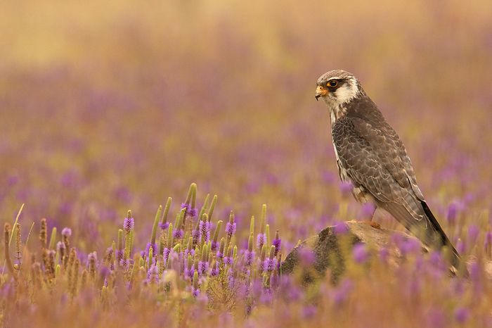 Female Amur Falcon, Falco amurensis, perched in a purple backdrop, Lonavala, India Female Amur Falcon, Falco amurensis, perched in a purple backdrop, Lonavala, India, by Zoonar RealityImages
