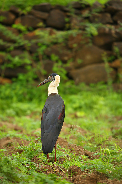 Wooley necked stork, Ciconia episcopus, Pune, Maharashtra, India Wooley necked stork, Ciconia episcopus, Pune, Maharashtra, India, by Zoonar RealityImages