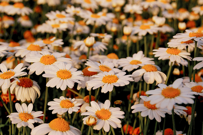 Oxeye daisy, Leucanthemum vulgare. Also know as commonly known as the ox eye daisy, dog daisy or marguerite Oxeye daisy, Leucanthemum vulgare. Also know as commonly known as the ox eye daisy, dog daisy or marguerite, by Zoonar RealityImages