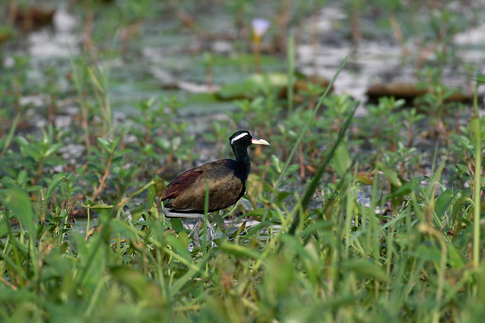Bronze winged Jacana, Metopidius indicus, Rajarhat, Kolkata, West Bengal, India Bronze winged Jacana, Metopidius indicus, Rajarhat, Kolkata, West Bengal, India, by Zoonar RealityImages