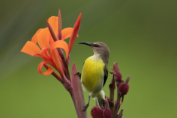 Purple rumped sunbird, Leptocoma zeylonica, sucking nectar from the flowers, Pune, Maharashtra India Purple rumped sunbird, Leptocoma zeylonica, sucking nectar from the flowers, Pune, Maharashtra India, by Zoonar RealityImages