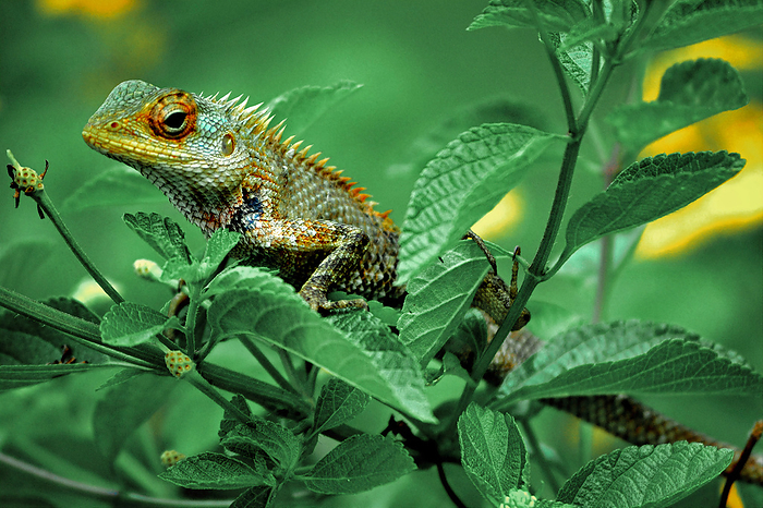 Common chameleon or Mediterranean chameleon. Chamaeleo chamaeleon is one of only two extant species of Chamaleonidae Common chameleon or Mediterranean chameleon. Chamaeleo chamaeleon is one of only two extant species of Chamaleonidae, by Zoonar RealityImages