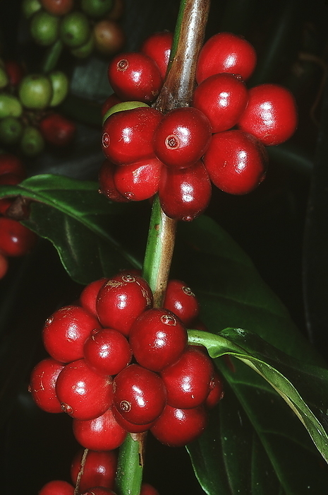 Coffee berries. Family: Rubiaceae. The coffee berries are harvested when ripe and the seeds in the berries   beans   are dried, roasted and powdered to make coffee powder. Coffee berries. Family: Rubiaceae. The coffee berries are harvested when ripe and the seeds in the berries   beans   are dried, roasted and powdered to make coffee powder., by Zoonar RealityImages