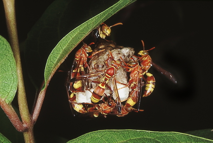 Hornets on nest. Family: Arthropod. Hornets are social insects which live together in a colony. The nest is made of a paper like substance. Hornets on nest. Family: Arthropod. Hornets are social insects which live together in a colony. The nest is made of a paper like substance., by Zoonar RealityImages