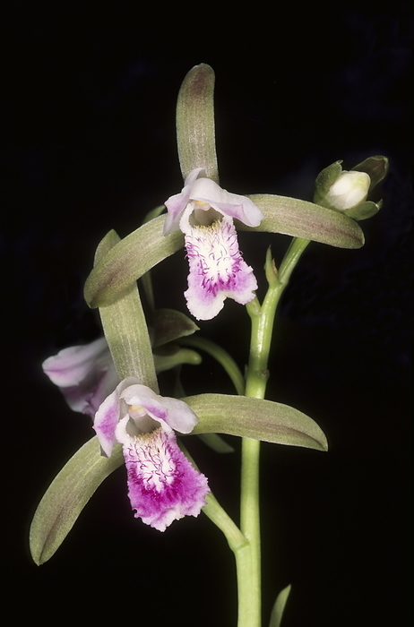 Rare ground orchid Rare ground orchid, by Zoonar RealityImages