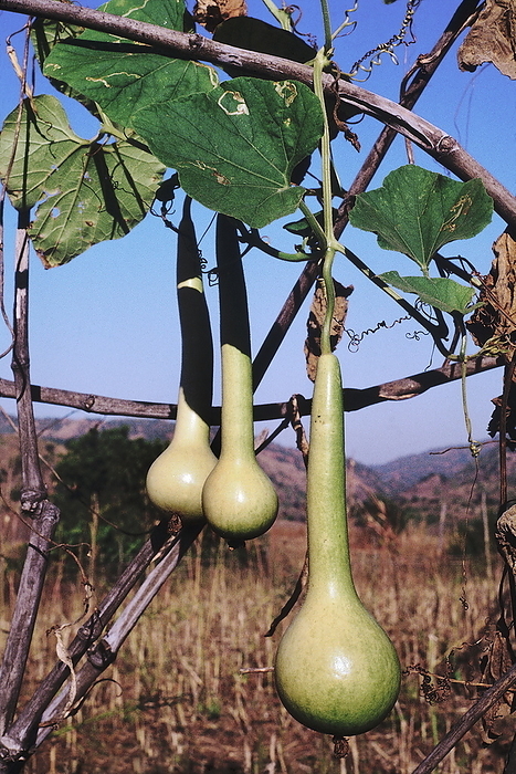 Gourds. Elongated gourds related to the bottle gourd which are cultivated and made into bottles, ladles and hubble bubbles. Gourds. Elongated gourds related to the bottle gourd which are cultivated and made into bottles, ladles and hubble bubbles., by Zoonar RealityImages