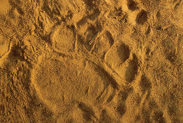 Impression of the front foot of a Sloth Bear Impression of the front foot of a Sloth Bear, by Zoonar RealityImages