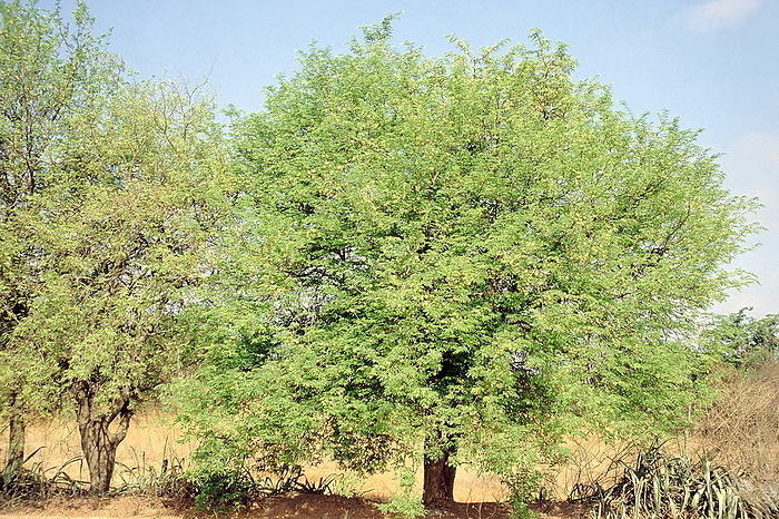 Form. Tamarindus Indica. Family: Caesalpiniaceae. Tamarind tree. The wood is hard, heavy and durable. The fruit is used for flavouring a variety of dishes. Form. Tamarindus Indica. Family: Caesalpiniaceae. Tamarind tree. The wood is hard, heavy and durable. The fruit is used for flavouring a variety of dishes., by Zoonar RealityImages