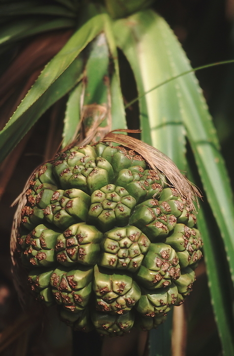 The immature fruit of Pandanus. The fruits of some species of Pandanus are cooked and eaten in the Nicobar Islands. The immature fruit of Pandanus. The fruits of some species of Pandanus are cooked and eaten in the Nicobar Islands., by Zoonar RealityImages