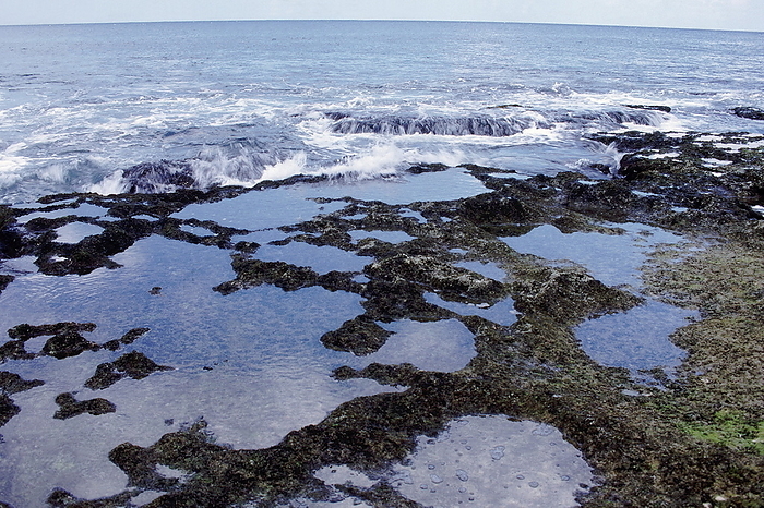A tide pool at a rocky shore at low tide. Tidepools on such shores are the ideal place to find and observe littoral marine creatures like marine snails, crabs, shrimps, sea anemones, starfish, sea cucumbers, fish and even small octopus. A tide pool at a rocky shore at low tide. Tidepools on such shores are the ideal place to find and observe littoral marine creatures like marine snails, crabs, shrimps, sea anemones, starfish, sea cucumbers, fish and even small octopus., by Zoonar RealityImages
