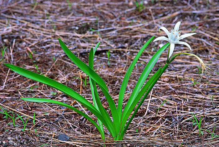 Pancratium Triflorum. Family: Amaryllidaceae. A good example of an ephemeral herb. The flowers are present only for a very short period of 1 2 days at the beginning of the monsoon. Pancratium Triflorum. Family: Amaryllidaceae. A good example of an ephemeral herb. The flowers are present only for a very short period of 1 2 days at the beginning of the monsoon., by Zoonar RealityImages