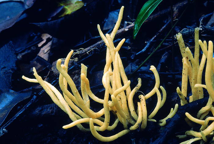 Yellow Noodle fungus. Class: Homobasidiomycetes. Series: Hymenomycetes. Order: Aphyllophorales. This variety grows in dense evergreen forests. Yellow Noodle fungus. Class: Homobasidiomycetes. Series: Hymenomycetes. Order: Aphyllophorales. This variety grows in dense evergreen forests., by Zoonar RealityImages