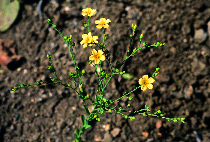 A wild relative of the Linseed plant. Linum Mysurense. Family: Linaceae. However this species does not yield oil. A wild relative of the Linseed plant. Linum Mysurense. Family: Linaceae. However this species does not yield oil., by Zoonar RealityImages