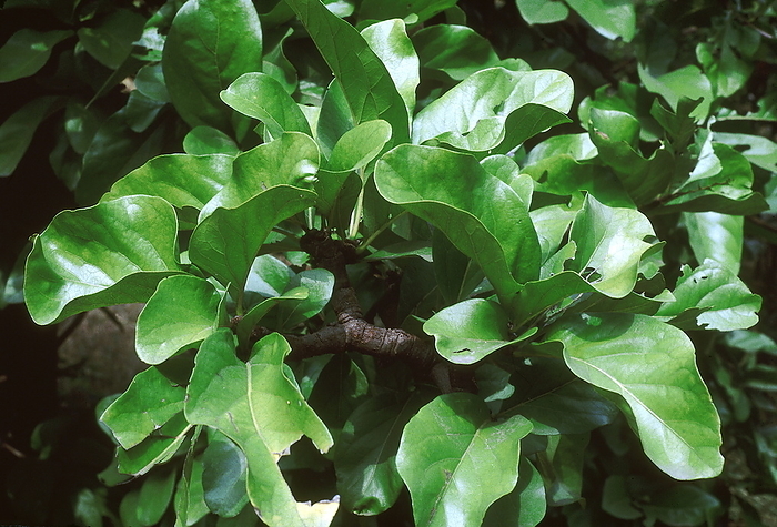 Leaves. Randia Uliginosa. Family: Rubiaceae. A small deciduous tree with globular fruits. Leaves. Randia Uliginosa. Family: Rubiaceae. A small deciduous tree with globular fruits., by Zoonar RealityImages