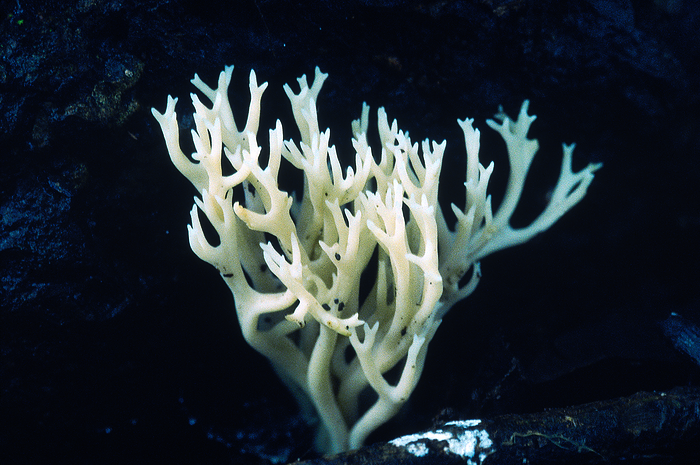 Coral fungus  white . Class: Homobasidiomycetes. Series: Hymenomycetes. Order: Aphyllophorales. This variety grows in dense evergreen forest. Coral fungus  white . Class: Homobasidiomycetes. Series: Hymenomycetes. Order: Aphyllophorales. This variety grows in dense evergreen forest., by Zoonar RealityImages