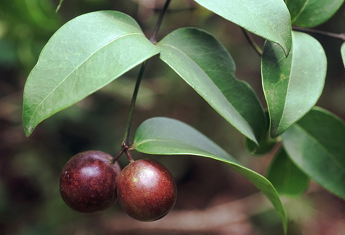 Fruit. Carissa Inermis. Family: Apocyanaceae. A large climbing shrub with hooked thorns. The fruit are round, edible and resemble plums. Fruit. Carissa Inermis. Family: Apocyanaceae. A large climbing shrub with hooked thorns. The fruit are round, edible and resemble plums., by Zoonar RealityImages