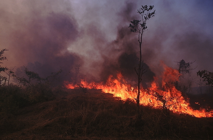 Grass burning Konkan. In summer the dry grass burns vigorously. This grass is deliberately burnt to clear an area for cultivation. Grass burning Konkan. In summer the dry grass burns vigorously. This grass is deliberately burnt to clear an area for cultivation., by Zoonar RealityImages