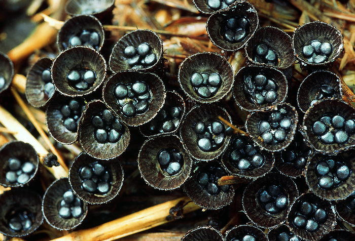 Bird s Nest fungi. Class: Homobasidiomycetes. Series: Gasteromycetes. Order: Nidulariales. Commonly called birds nest fungi on account of the round  egg  like peridioles in the  nest  like peridium. These structures are quite tiny.  About 0.5 cm across  Bird s Nest fungi. Class: Homobasidiomycetes. Series: Gasteromycetes. Order: Nidulariales. Commonly called birds nest fungi on account of the round  egg  like peridioles in the  nest  like peridium. These structures are quite tiny.  About 0.5 cm across , by Zoonar RealityImages