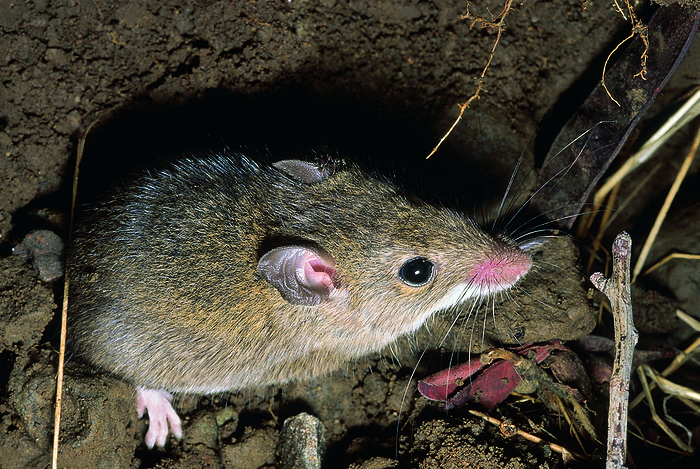 A field mouse A field mouse, by Zoonar RealityImages