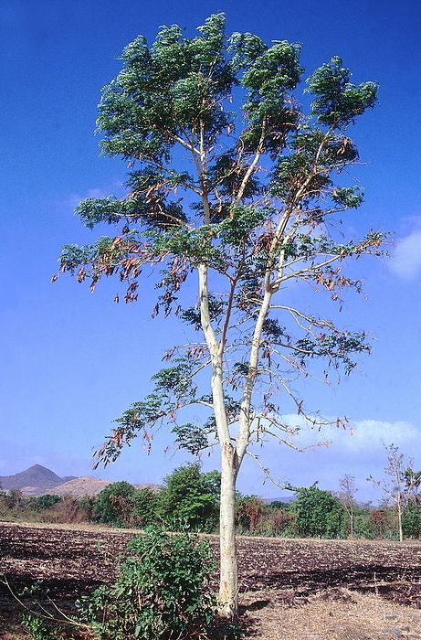 Form. Albizia Procera. White Shiris tree. Family: Mimosaceae. A fast growing, large deciduous tree which usually grows near streams and other moist places. The wood is dark in colour and useful. Form. Albizia Procera. White Shiris tree. Family: Mimosaceae. A fast growing, large deciduous tree which usually grows near streams and other moist places. The wood is dark in colour and useful., by Zoonar RealityImages