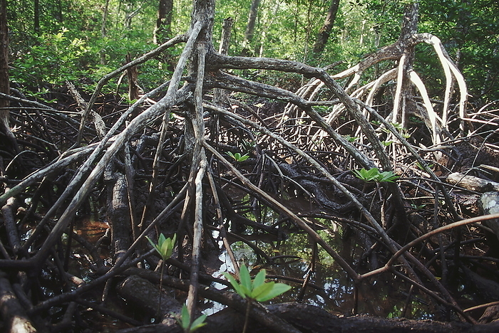 The stilt roots of a species of Rhizophora hold the plant firmly in the mud. The maze of roots forms an important habitat for a variety of crabs, mollusks and fish. The stilt roots of a species of Rhizophora hold the plant firmly in the mud. The maze of roots forms an important habitat for a variety of crabs, mollusks and fish., by Zoonar RealityImages